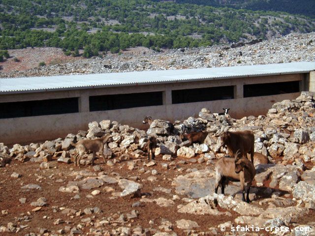 Photo report of a walk around Loutro, Sfakia, Crete, September 2008